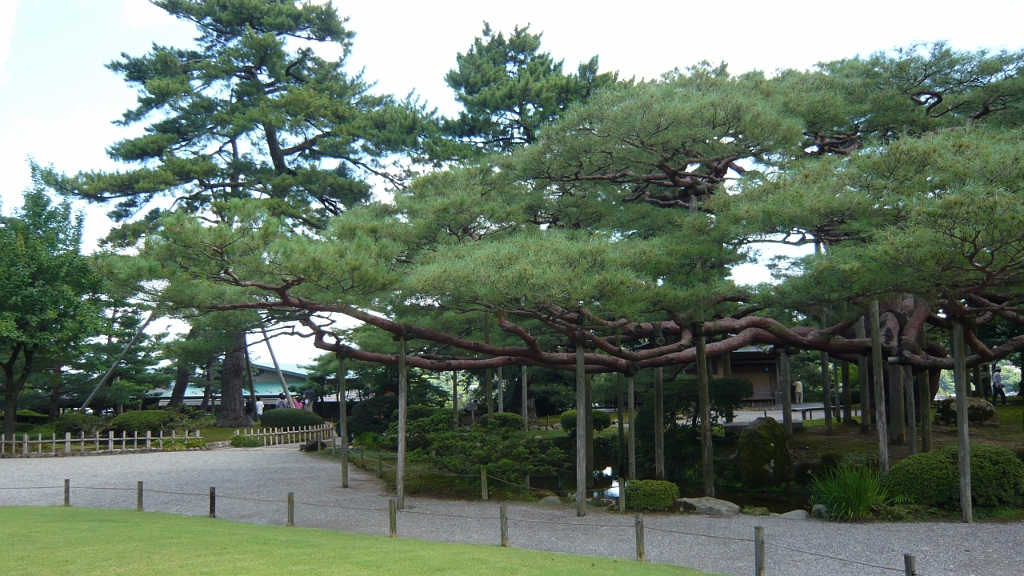 p1010829.jpg - A short wide reaching tree
