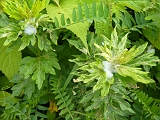 p1010752