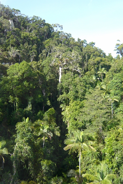 p1010090.jpg - More cool tropical trees.