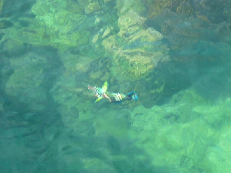 p1010179.jpg - A colorful fish, as seen from the dock.
