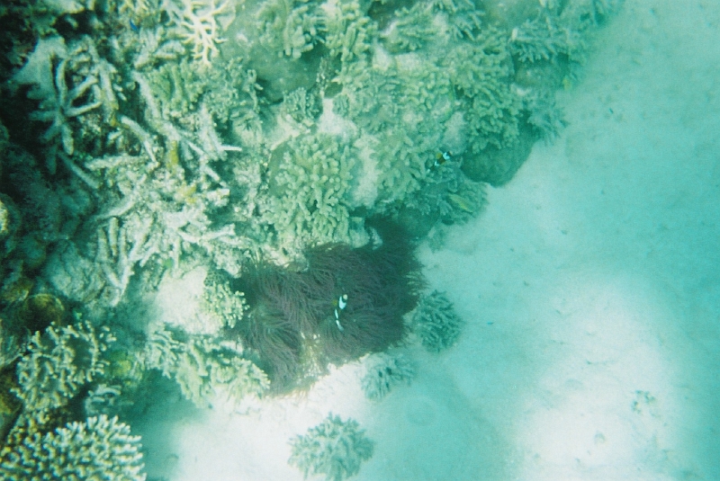 p1010206-08.jpg - We found Nemo!