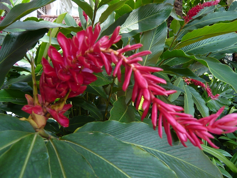 p1020375.jpg - Tropical flowers!